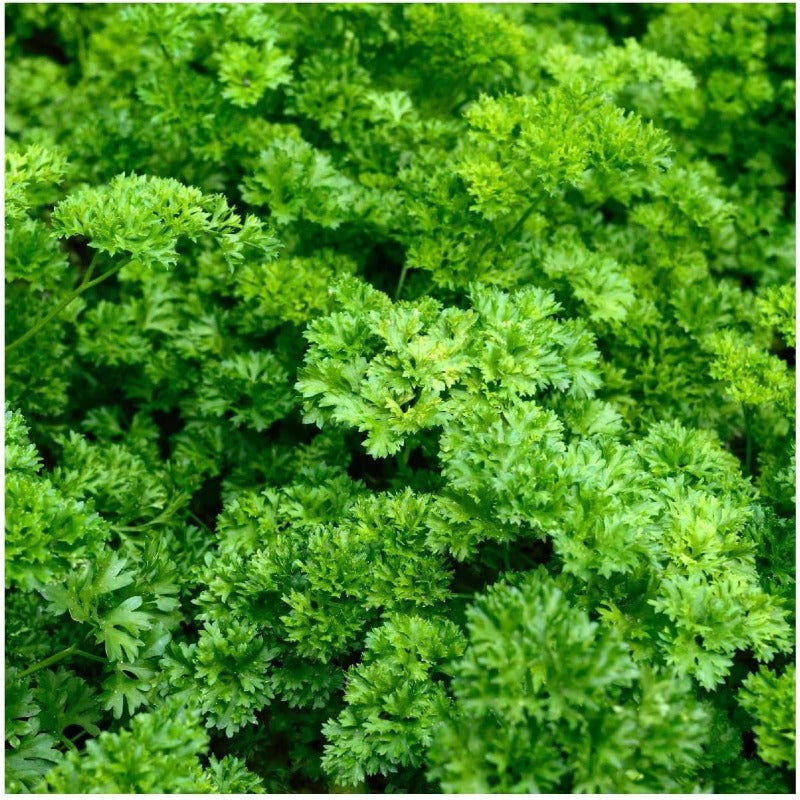 500pcs Curly Leaf Parsley Seed for Planting - Non-GMO Heirloom Grow a Kitchen Herb Garden - Indoor or Outdoor