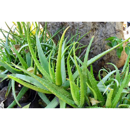 198Pcs Aloe Vera Seeds Perfect for beginner planting to create neat foliage ornamental layers and add solid textured appeal to home and garden scenery