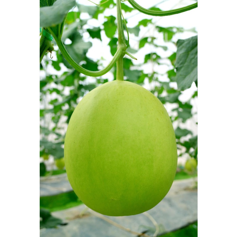 47Pcs Honeydew Melon Seeds Easy to Maintain ideal for long term fixed planting in garden open beds and trellis spaces