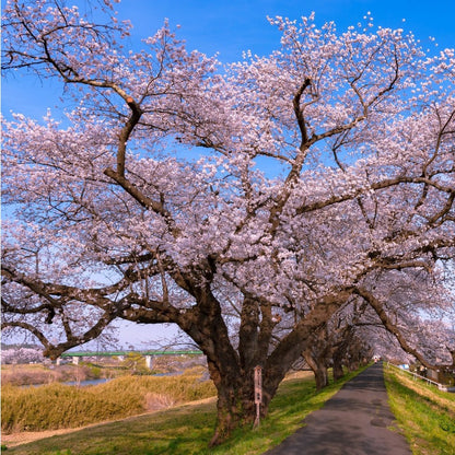 30Pcs Ideal For Mixed Tree And Shrub Plantings Cherry Blossom Seeds Easy To Grow
