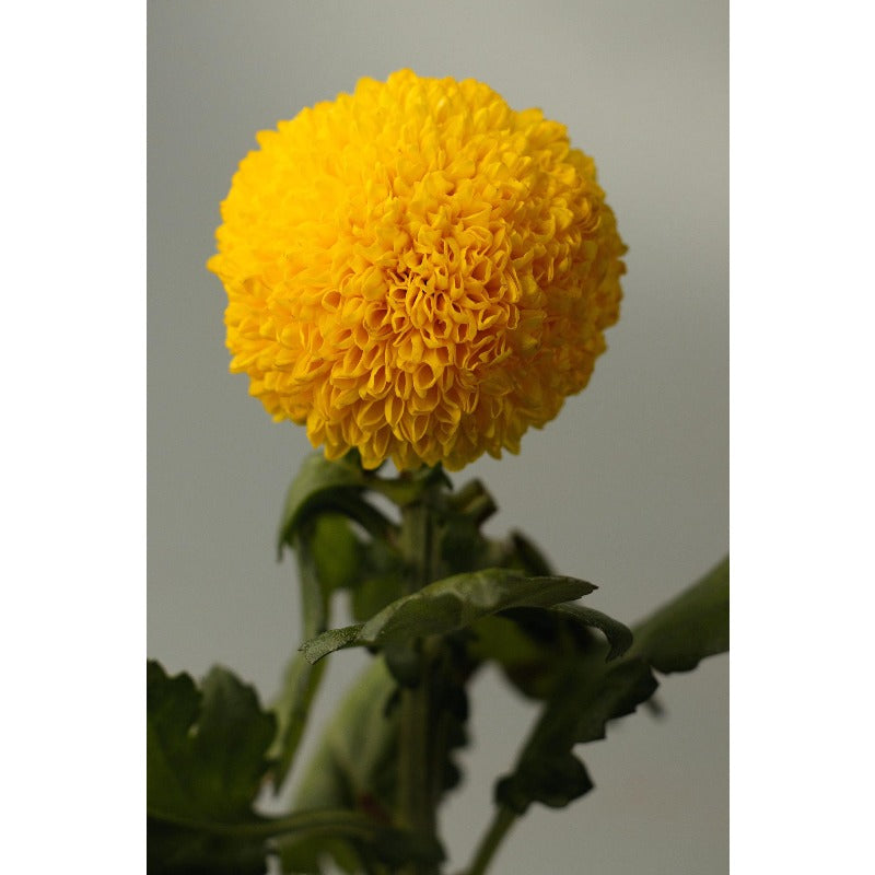 10pcs Craspedia Flower Seeds yellow Billy Buttons, Pollinator Garden seeds