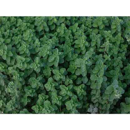 975Pcs Oregano Seeds Perfect for beginner sowing adapt well to container cultivation and in ground garden placement