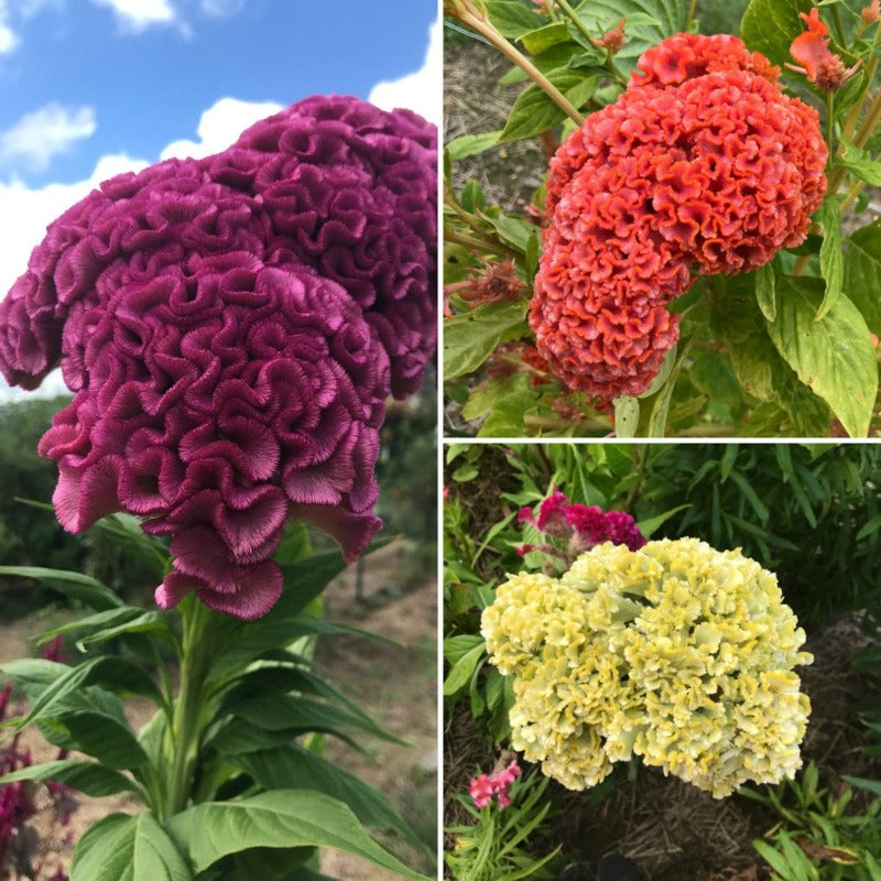 200pcs Mixed Celosia Seeds- Brain Celosia argentea, Heirloom Summer Annual