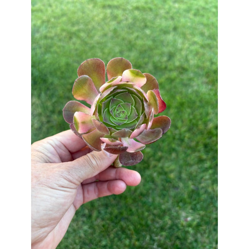 1000pcs Beautiful Unique Rosette Succulents Vigorous Succulent Seeds for Planting