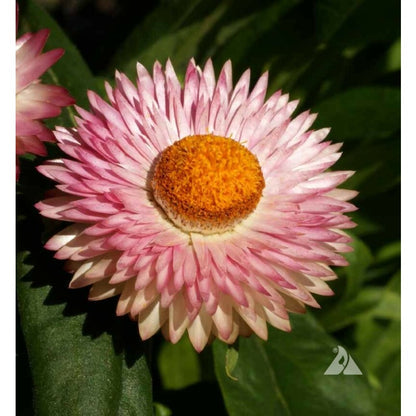 STRAWFLOWER TALL Mixed Dried Flowers Cut Flowers 36" Tall Non-GMO 500 Seeds!