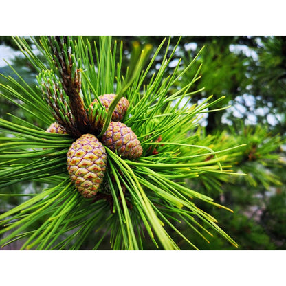 90Pcs Pine Seeds perfect for mass sowing in yard vacant margins, open lot spots and large garden corners