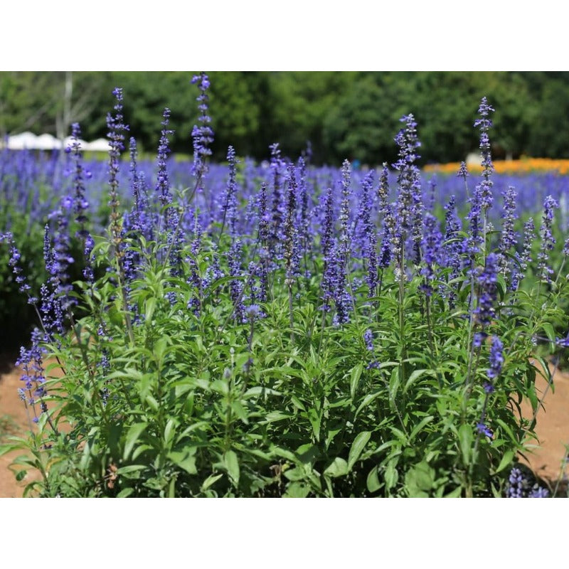 200pcs Blue Sage Seeds Friendly for new gardeners grow into full upright clumps with delicate seasonal bloom formation