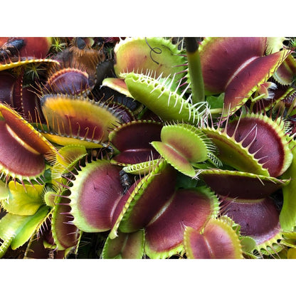 291Pcs Perfect For Adding Living Decor To Work Spaces Venus-Fly-Trap Seeds Easy To Grow With Visually Intriguing Traps