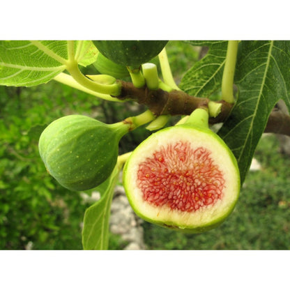 300Pcs Fig Seeds for planting add prominent broad layering to flat open residential yard landscapes