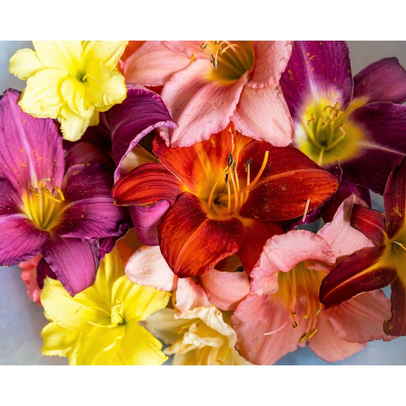100pcs Hundred Tail Flower Seeds Effortless Cultivation fit small and medium yard and garden landscape layout demands