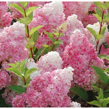 50pcs Strawberry Hydrangea seeds Pink Perennial Flower, Hardy Ornamental