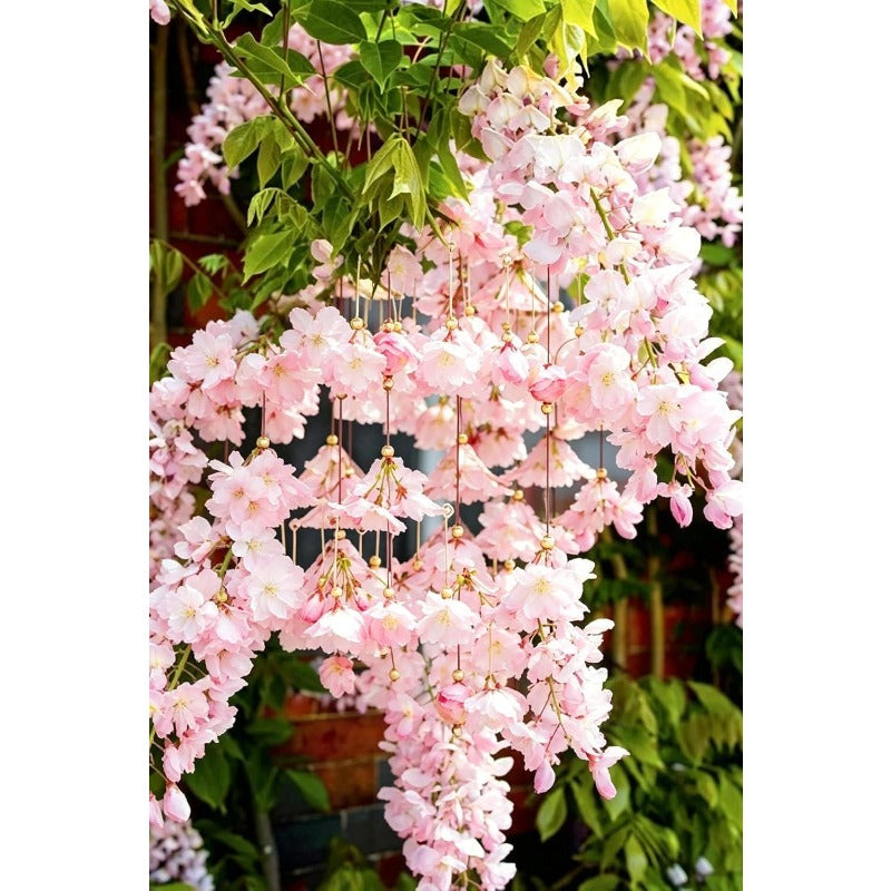 255Pcs Hanging Weeping Begonia Seeds Double Pink Blooms, Shade Garden Flowers