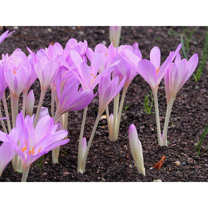 98Pcs Simple To Plant And Naturally Charming Saffron Seeds Complement Any Type Of Outdoor Home Decor