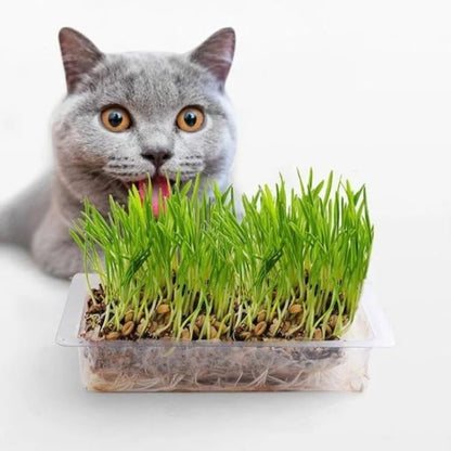 76Pcs Novice Friendly Cat Grass Seeds for planting in indoor window areas, pet activity corners and quiet household leisure spots