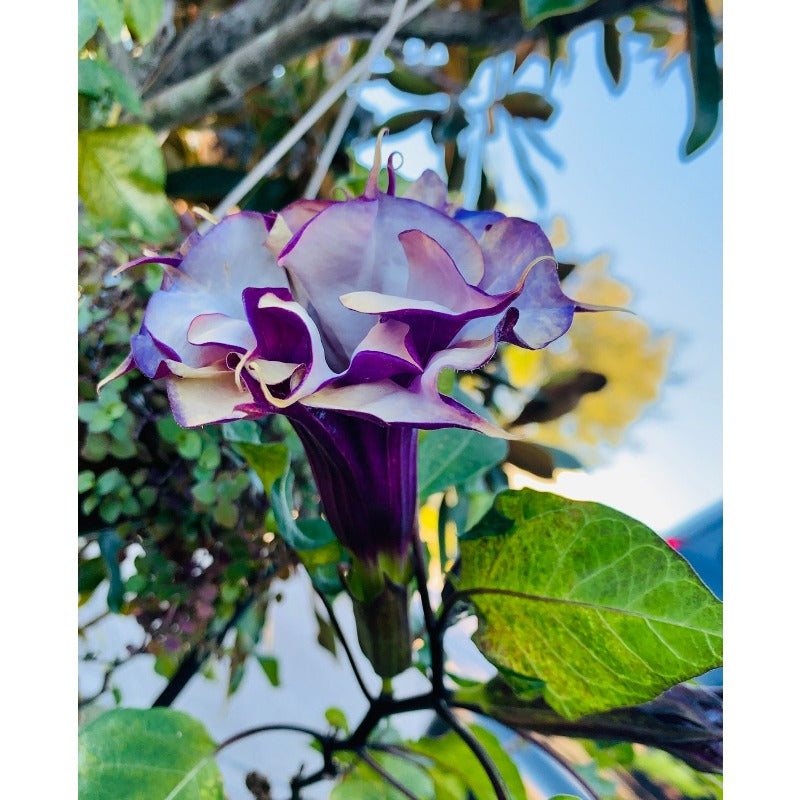 96Pcs Trumpet Vine Seeds Easy To Grow Works Well In Most Home Garden Soil Types With Good Sun And Drainage