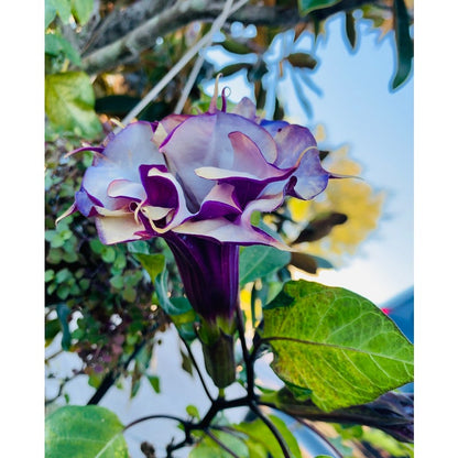 96Pcs Trumpet Vine Seeds Easy To Grow Works Well In Most Home Garden Soil Types With Good Sun And Drainage