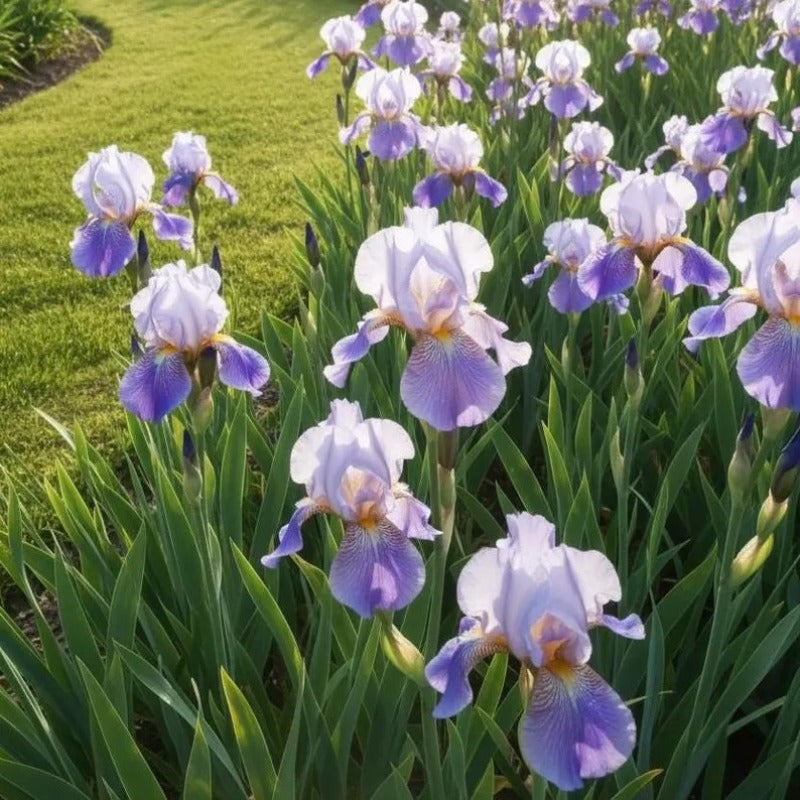 100pcs Mixed Color Iris Seeds Perennial Iris Flowers | Autumn Bloom Garden Plant