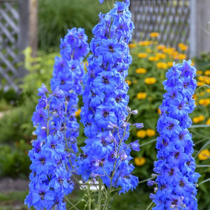 Blue Larkspur Delphinium Flower Seeds Tall Variety 200 seeds Non-GMO Seeds for Growing