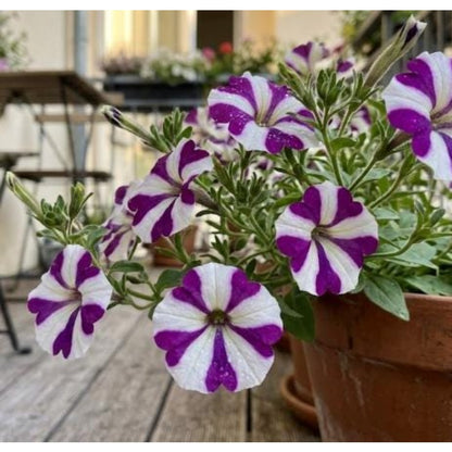 3000pcs Petunia Seeds,  Pink White Star Bicolor Flower Seeds Pots Garden