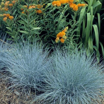 497Pcs Fescue Seeds Easy to Maintain ideal for permanent ground coverage in yard lawns and garden open spaces