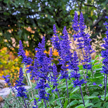 200pcs Easy Raising Blue Sage Seeds perfect for layered garden design and open border decorative styling