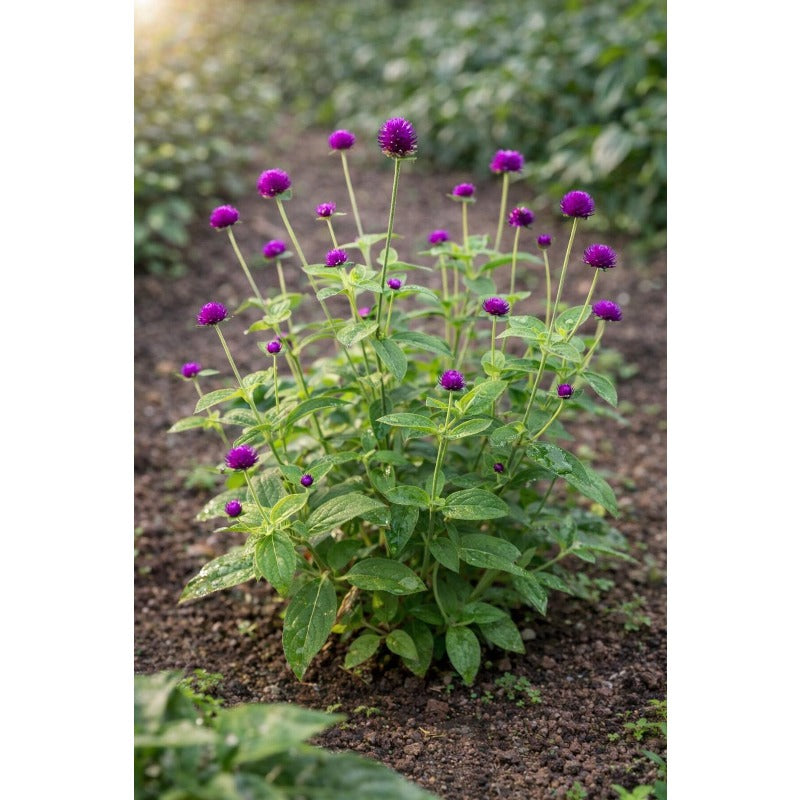 100pcs Suitable for beginner planting Gomphrena Seeds flourish in loose well drained soil suited for home garden cultivation