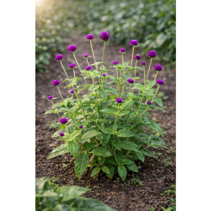100pcs Suitable for beginner planting Gomphrena Seeds flourish in loose well drained soil suited for home garden cultivation