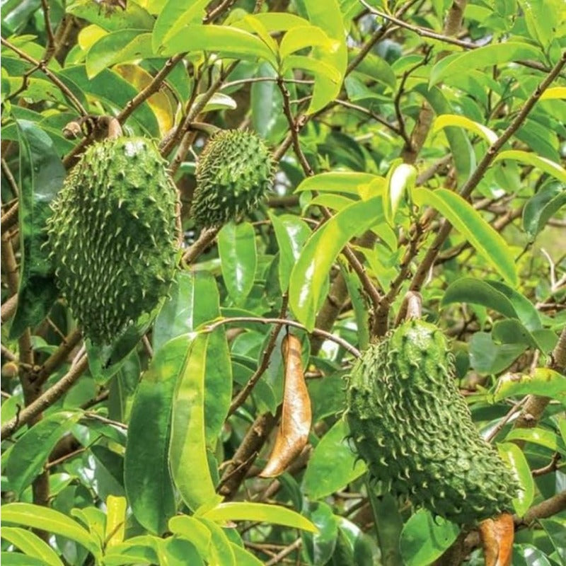 10pcs Wonderful For Enjoying The Rewards Of Home Gardening Soursop Pawpaw Seeds Simple To Plant With Satisfying Visible Growth