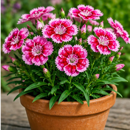 480Pcs Dianthus Seeds Recommended for home planting create soft natural transition between pavement and low garden foliage greenery