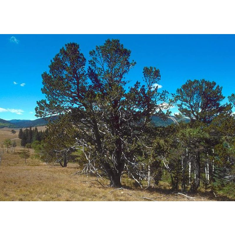 100Pcs Pine Seeds Convenient to Grow mature naturally into balanced upright form with steady layered branching tendency