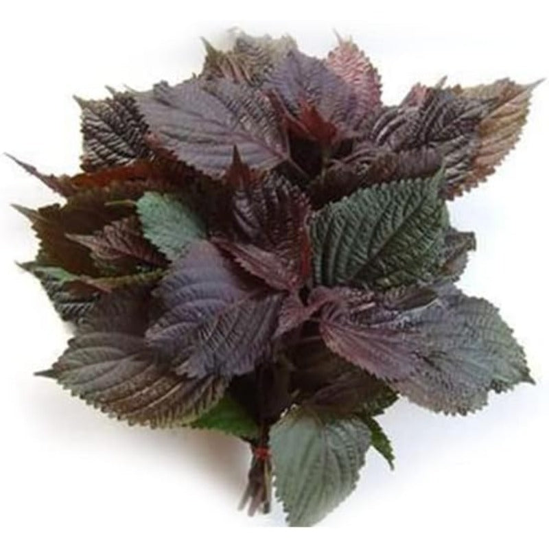 100pcs Easy Care Perilla Seeds great for sowing in sunny ventilated garden spaces and residential yard locations