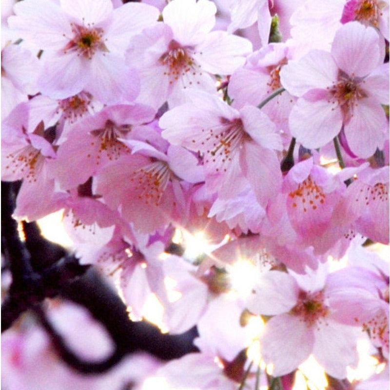 30Pcs Ideal For Mixed Tree And Shrub Plantings Cherry Blossom Seeds Easy To Grow