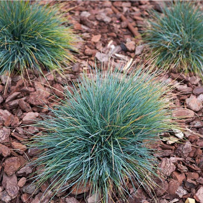 500pcs Lawn Thickening Grass Fescue Seeds Boosts Density For Existing Turf Simple To Cultivate