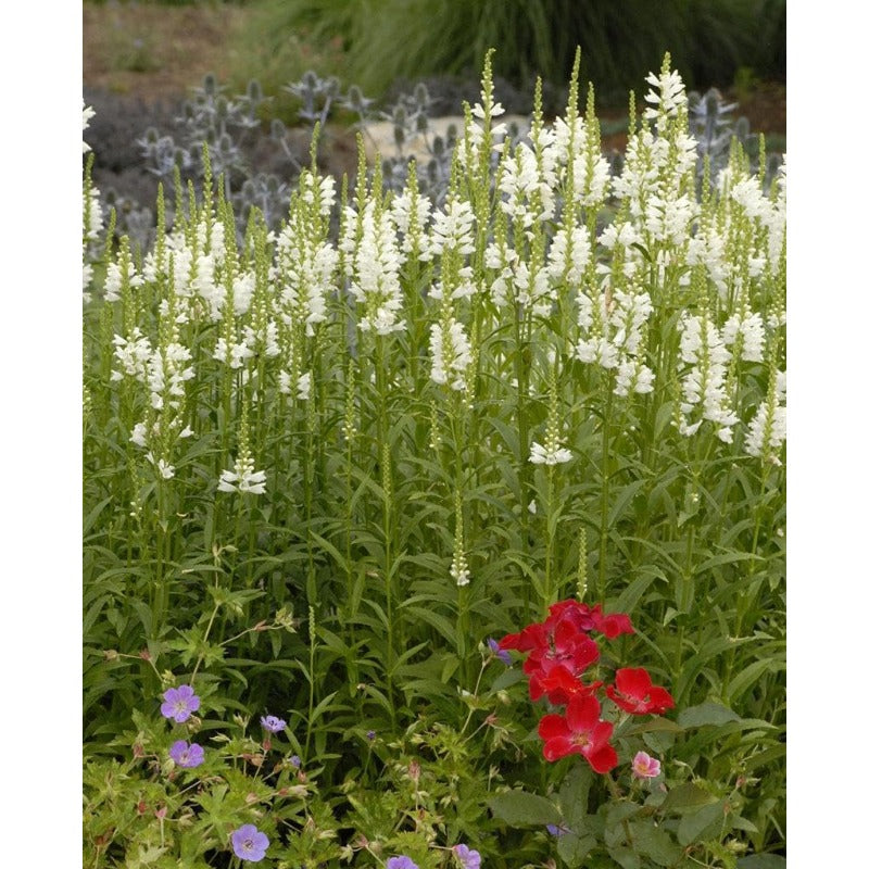 150pcs Obedient Plant Perennial with Pink to Lavender Flowers Attracts Pollinators Garden Border Plant