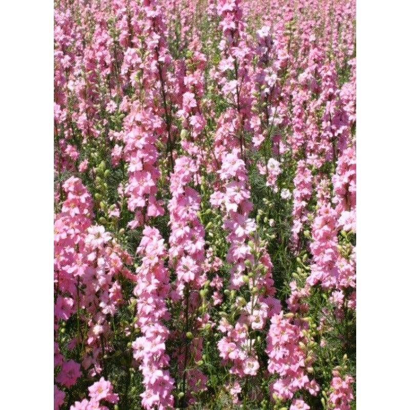 Pink Queen Larkspur Delphinium Friendly for new gardeners grow into full tall spire clumps with prolonged seasonal blooming features