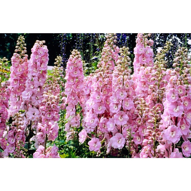 Pink Queen Larkspur Delphinium Friendly for new gardeners grow into full tall spire clumps with prolonged seasonal blooming features