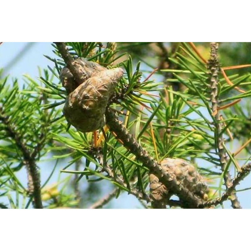 80Pcs Straightforward Planting Pine Seeds great for first time growers and large landscape planting lovers