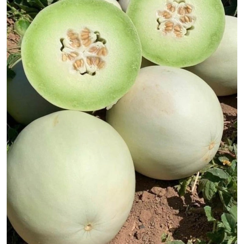 40Pcs Honeydew Melon Seeds Perfect for beginner sowing adapt well to open ground placement and garden bed cultivation