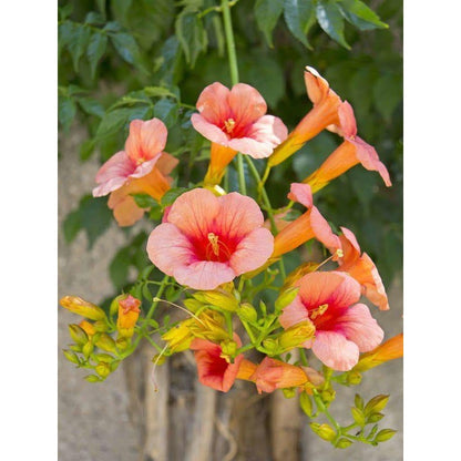 100pcs Orange Trumpet Vine Seeds Hummingbird Flower, Perennial Climbing Plant