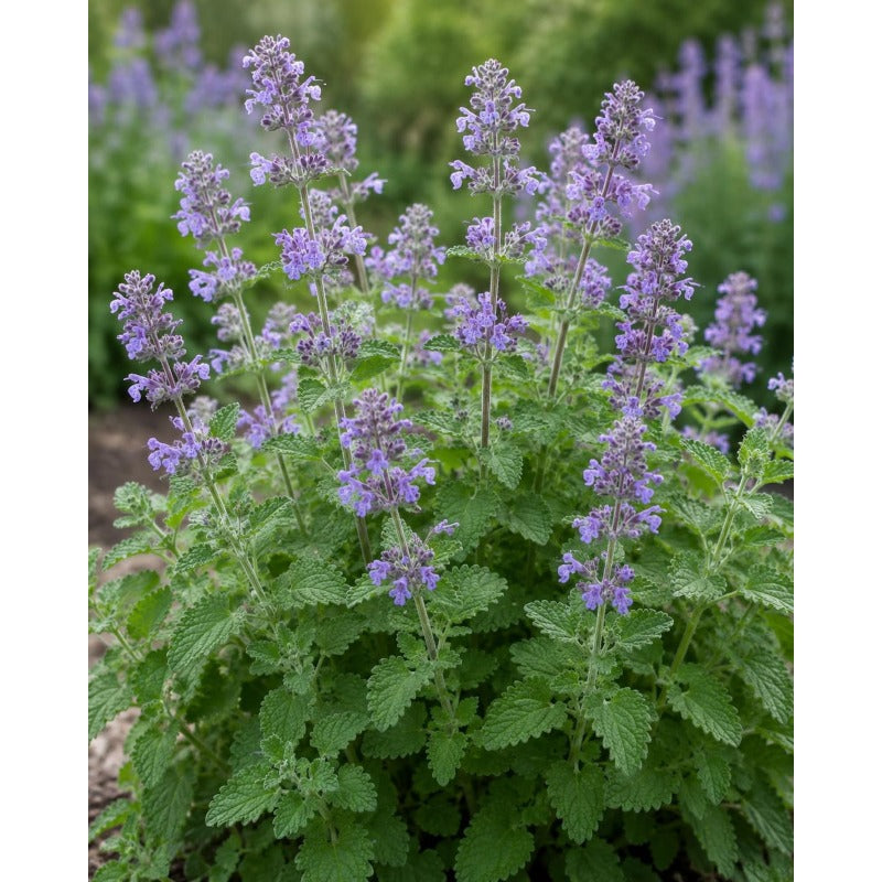 999Pcs Catnip Seeds ideal for forming continuous foliage strips along garden borders and walkway edges