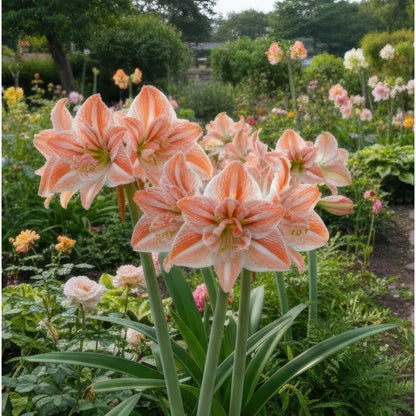 88pcs Amaryllis seeds Outdoor garden decoration is easy to planting