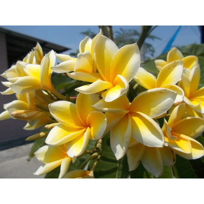 100pcs Yellow Plumeria Seeds Friendly for new gardeners grow into full balanced branching form with steady seasonal foliage and bloom renewal features