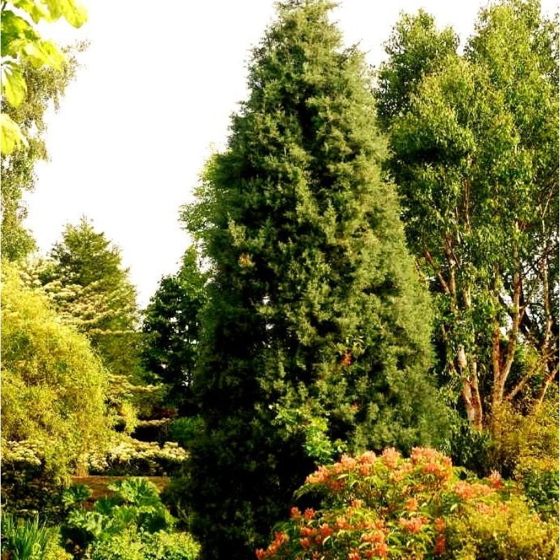 90Pcs Cypress Seeds Perfect for beginner planting to add upright vertical structure and neat layered depth to yard scenery