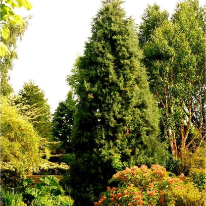 90Pcs Cypress Seeds Perfect for beginner planting to add upright vertical structure and neat layered depth to yard scenery