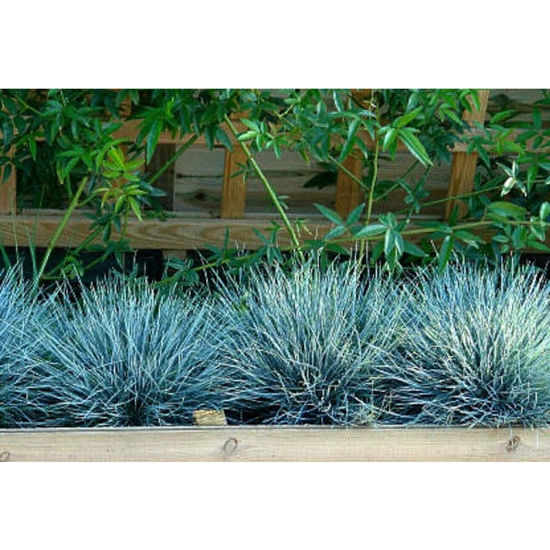 479Pcs Fescue Seeds pair perfectly with ornamental plantings to enrich multi level landscape structure