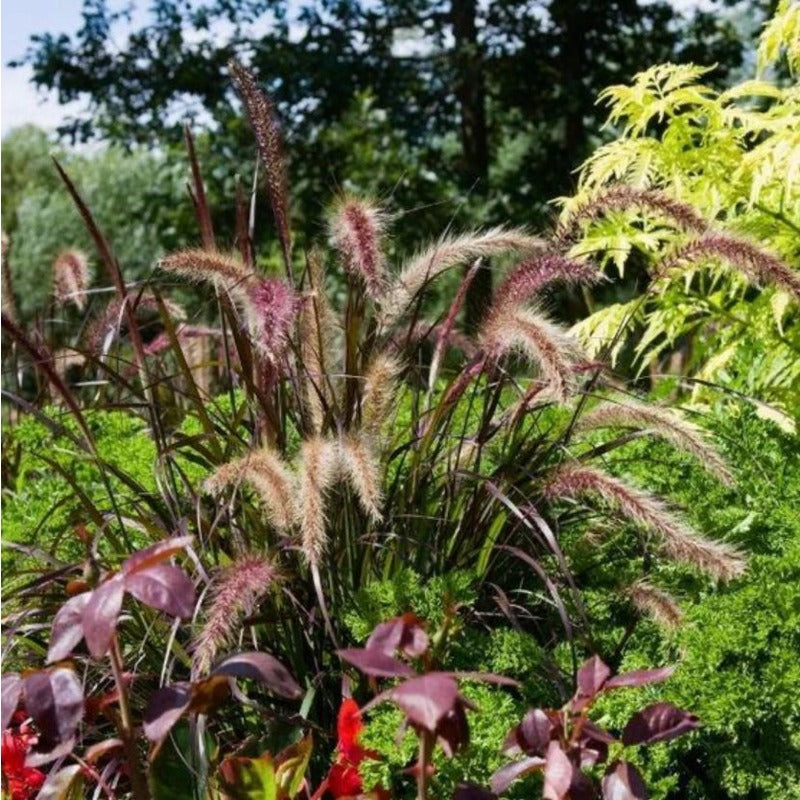 100Pcs Fountain Grass Seeds Easy to Cultivate Slender Foliage for Small Spaces Planting