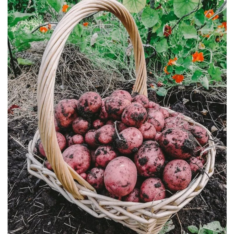200pcs Potato Seeds for planting in residential backyard garden areas and private home planting plots