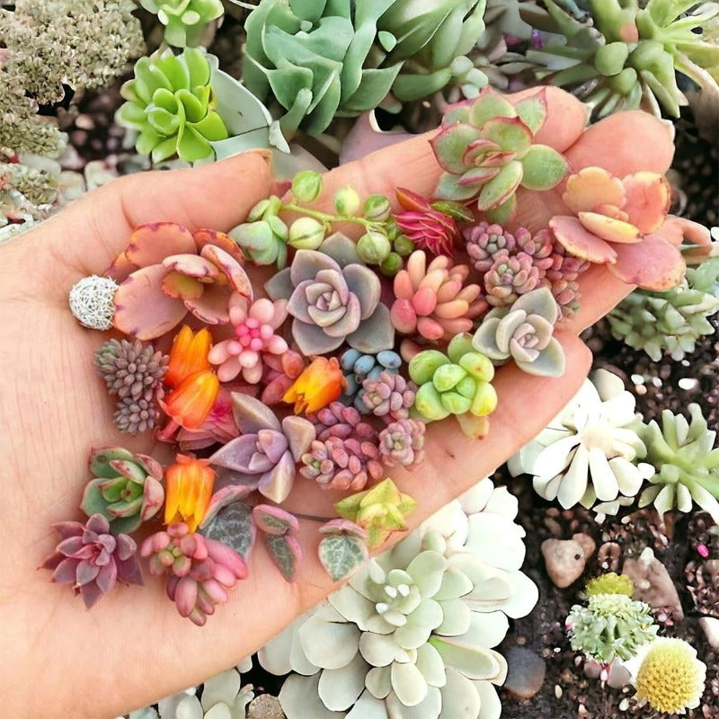 999pcs Mixed Colorful Succulents Seeds Succulent Plants Living Stones Plants Cactus Home Plant