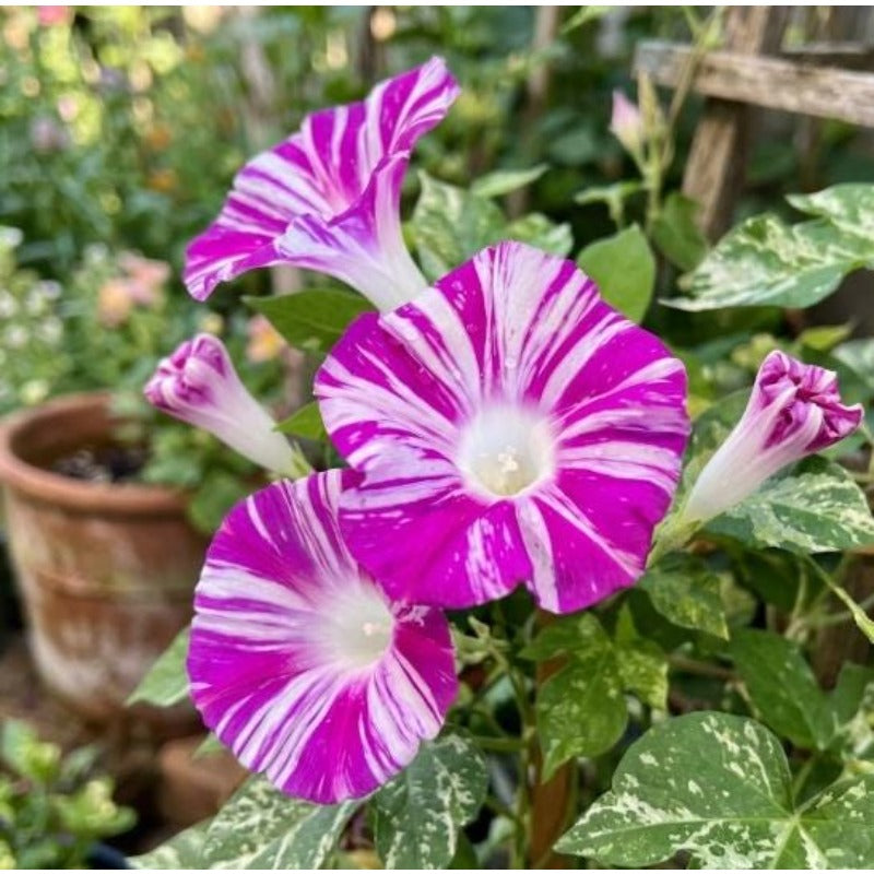 100pcs Pink Morning Glory Seeds Unique Magenta White Striped Climbing Vine Gift