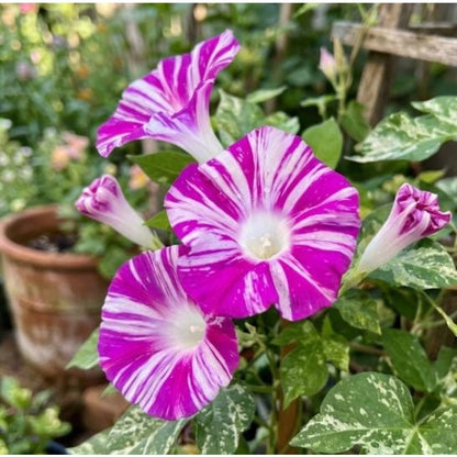 100pcs Pink Morning Glory Seeds Unique Magenta White Striped Climbing Vine Gift